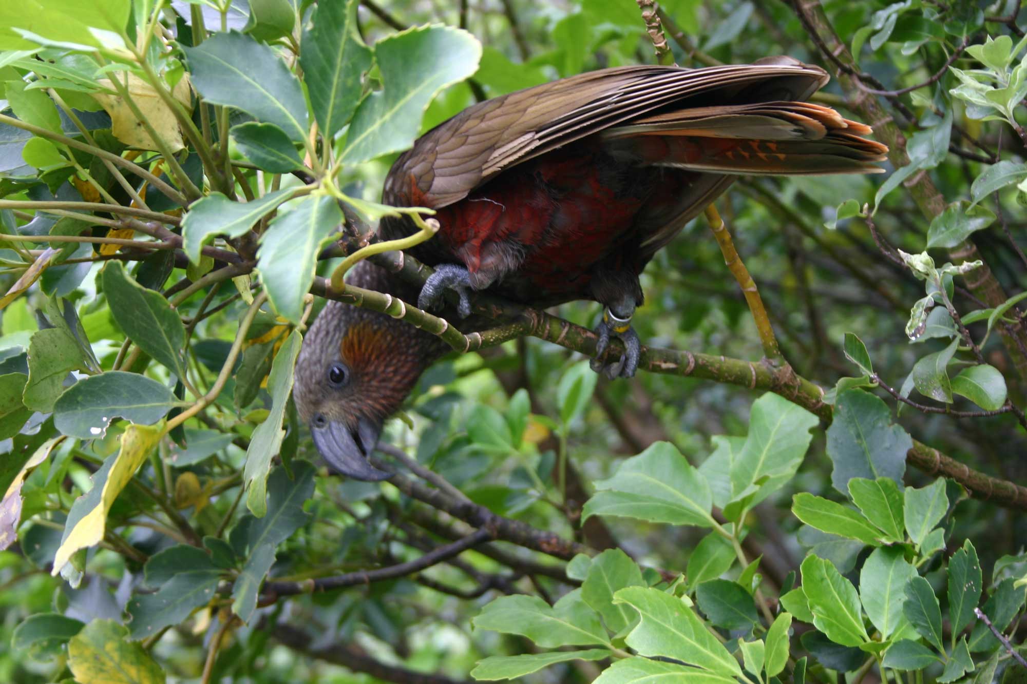 Wildlife Surrounding Hanmer Springs